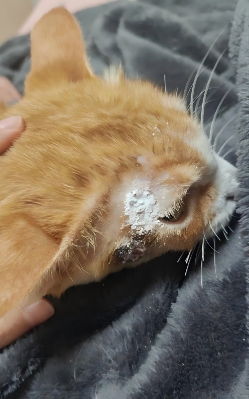 Ветмедиксті бөлісу 丨 Теріні емдеудегі жоғары қуатты лазерлі терапия қолдану