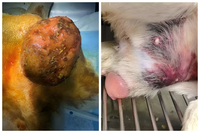 Ветмедиксті бөлісу 丨 Простатикалық үлкейтуді емдеуде жоғары энергия лазерлі терапиясын қолдану