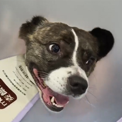 Ветмедикс туралы есеп 丨 ветеринариялық лазерлі терапияны ветеринарлық лазерлі терапияны пациентте жедел невритпен емдеуде қолдану