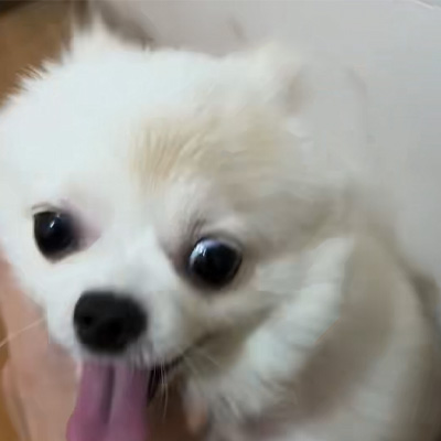 Ветмедиксті бөлісу 丨 Қанық құртындағы емделудегі жоғары қуатты лазердің қосымшасы