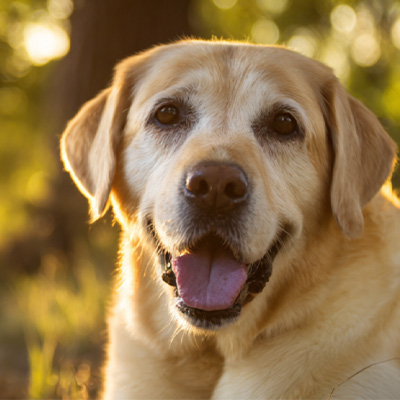 Ветмедиксті бөлісу 丨 Жоғары қуатты лазерлі терапияның қолданбалы ісі операциядан кейінгі емдік емес ісіктерді емдеуде